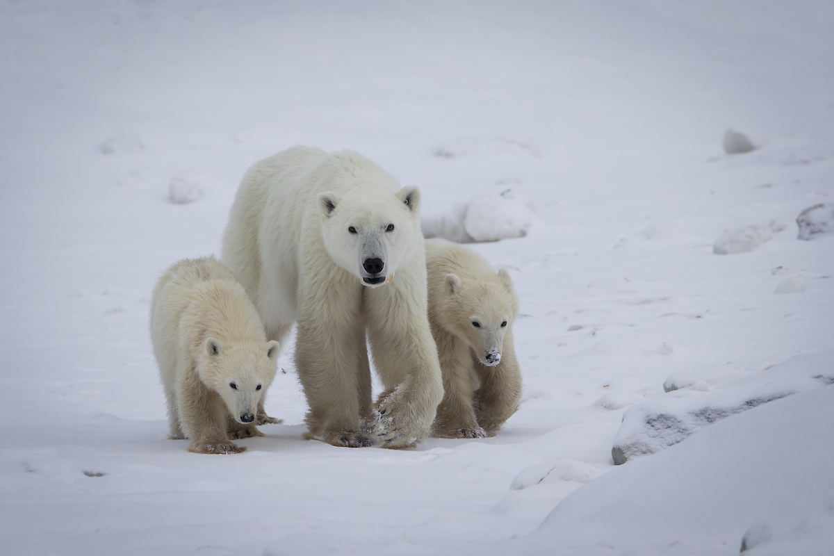 Dave Sandford Mom & Cubs 008 (2) (1)