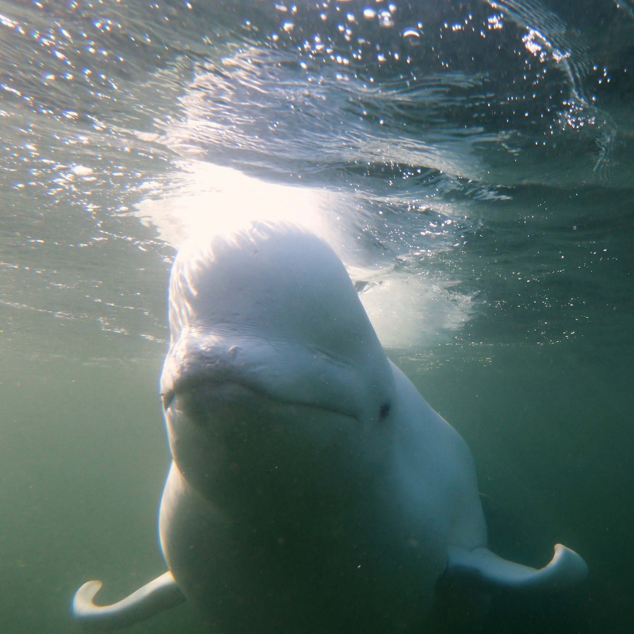 Fna 092 Beluga Underwater 7