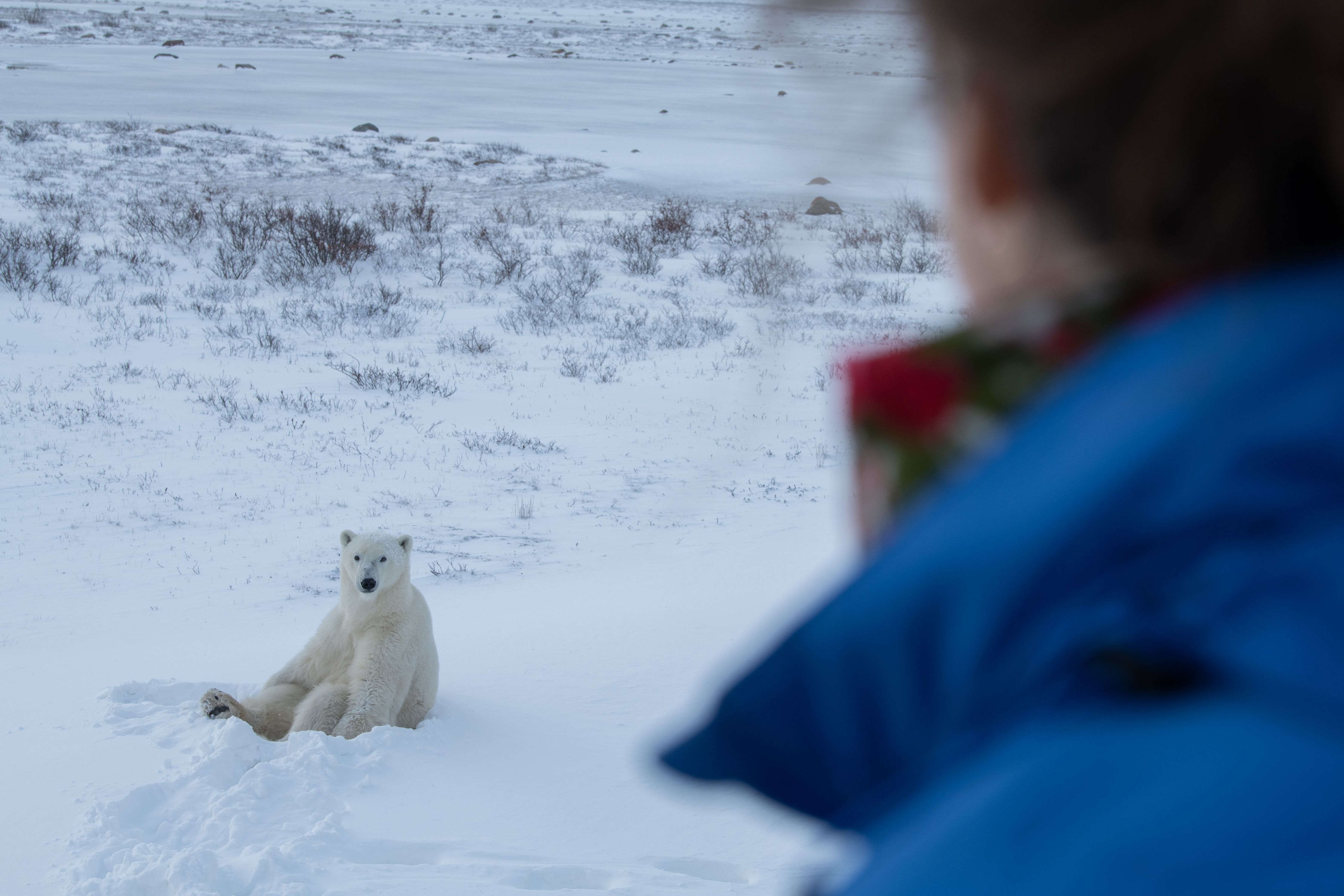 Esther Horvath Polar Bears International022