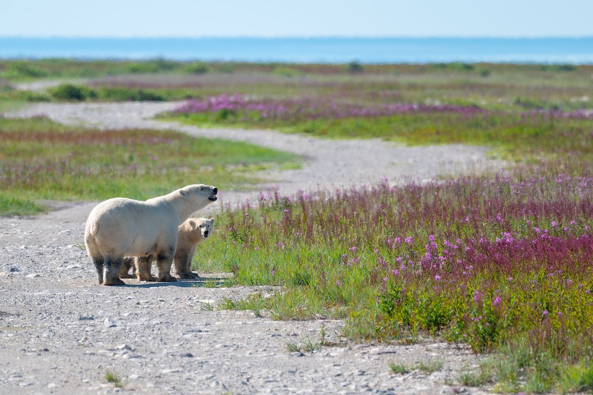 2730894 Sasha Stephanian Dsc 001 66 (3)