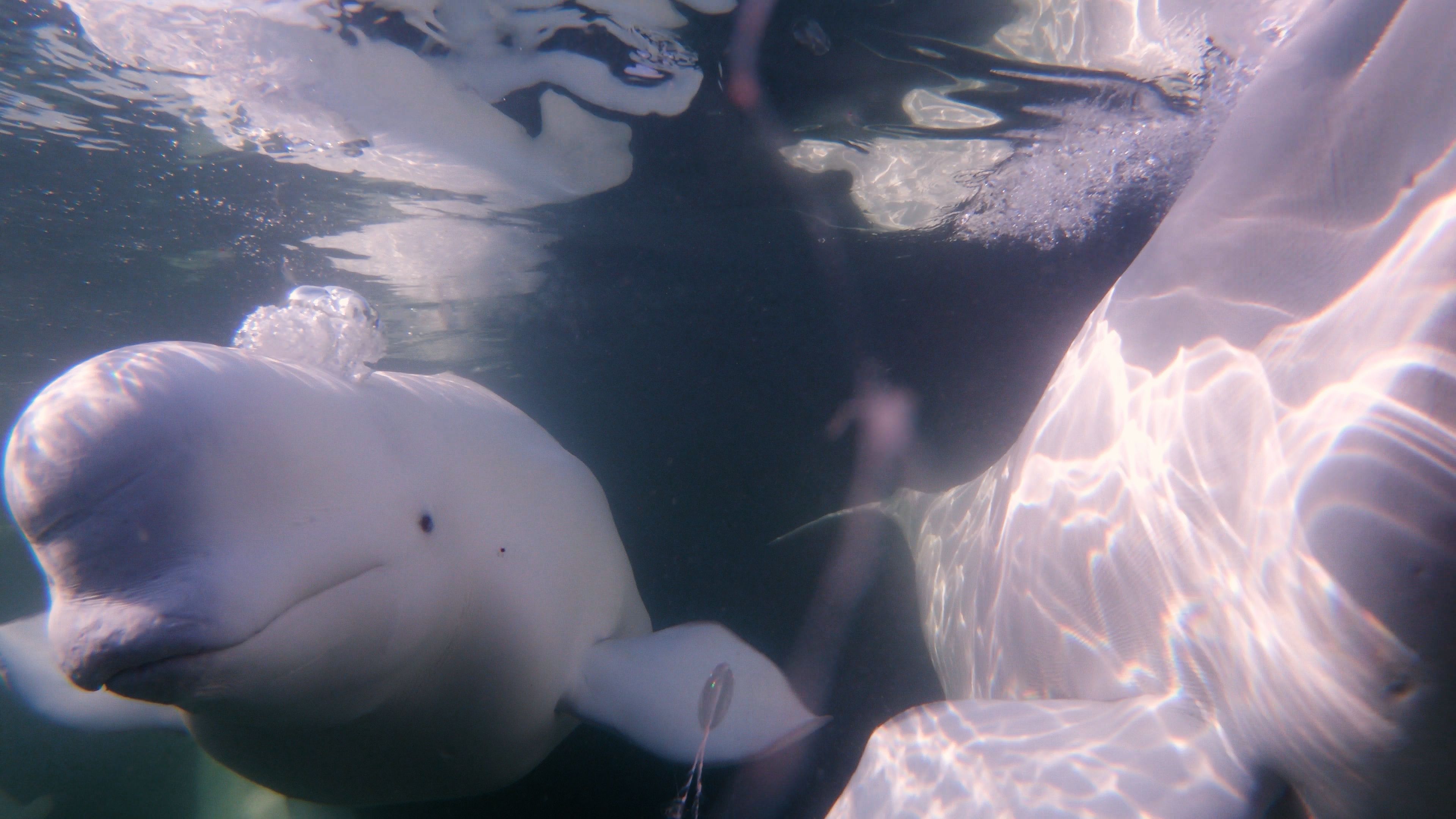 Fna 092 Beluga Underwater 10
