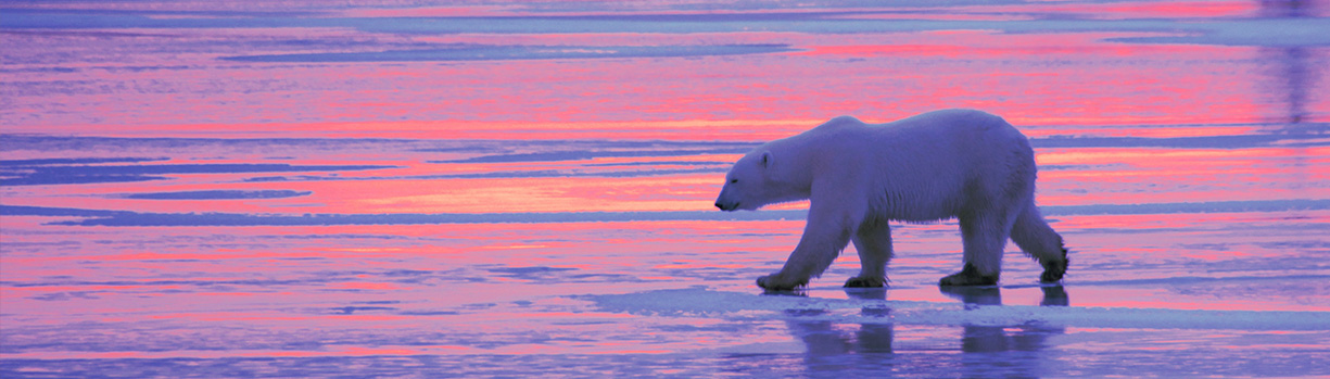 Chelsea Davis Polar Bear Sunset 