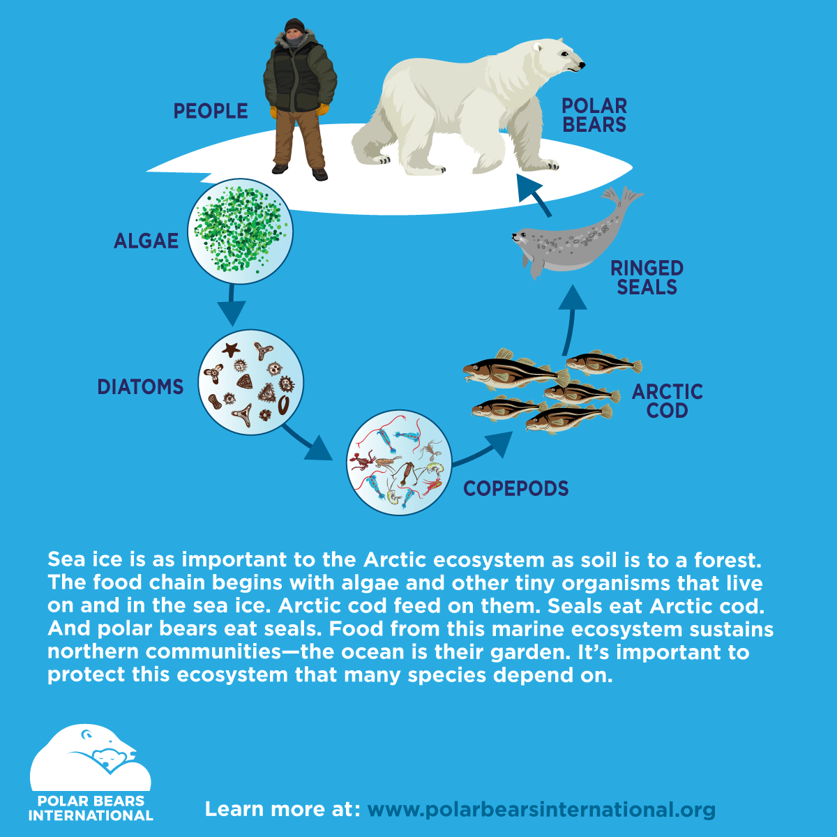 Pbi Artic Sea Ice Day Ice Fact A