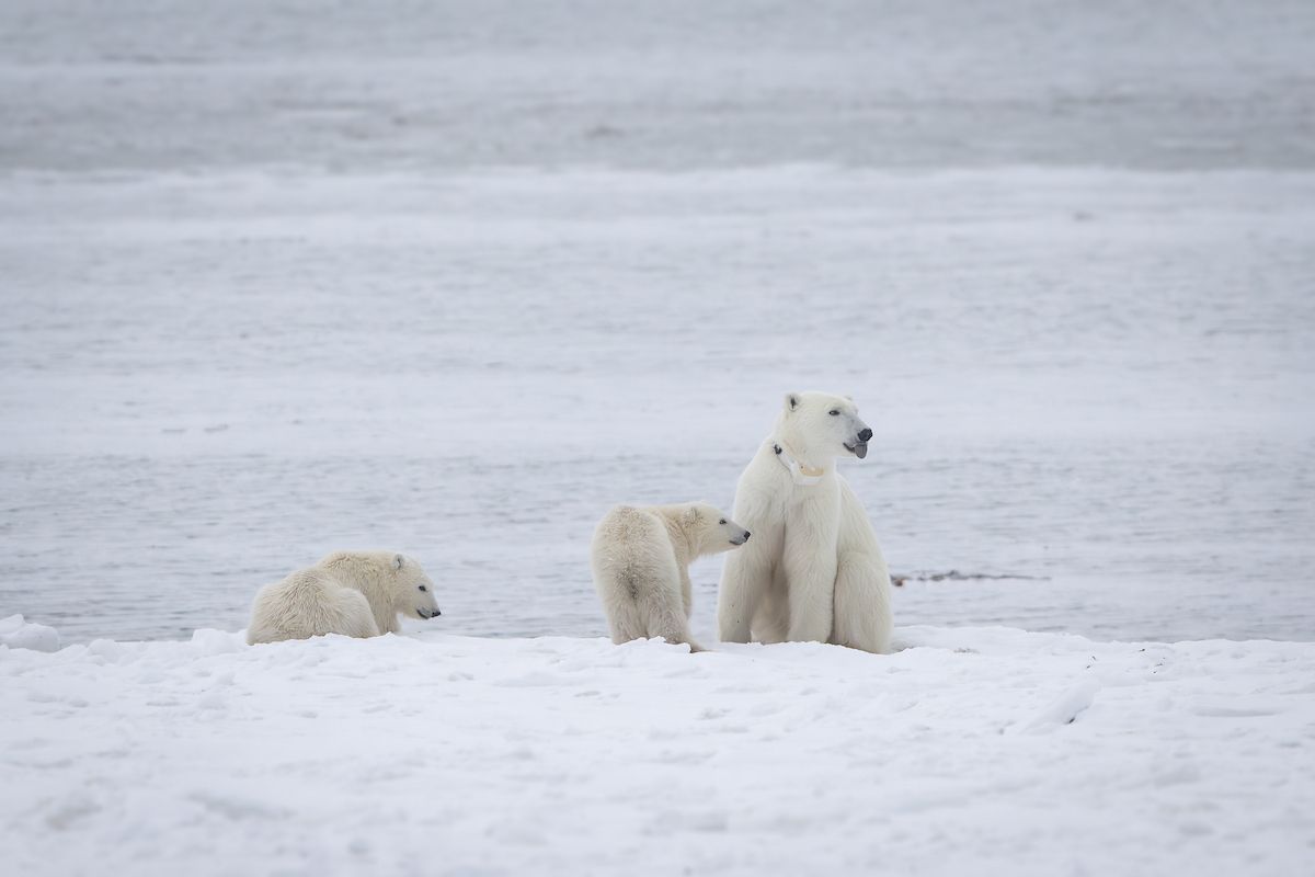 Dave Sandford Mom & Cubs 010 (1) (1)