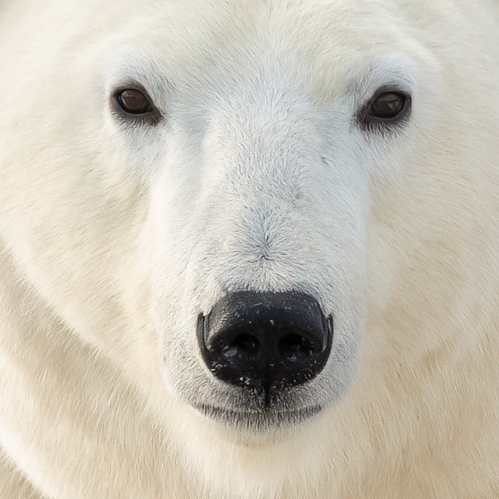 2792874 Kelly Krueger 10 29 Polar Bear Face Nwm (2)